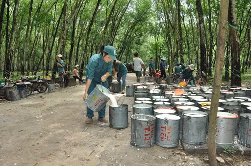 Tập đoàn Công nghiệp cao su Việt Nam được hỗ trợ hơn 60,6 tỷ đồng
