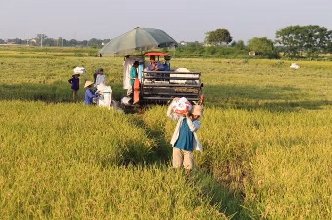 Hiện nay, lúa chưa thu hoạch tại nhiều địa phương còn rất nhiều, nhất là lúa vụ Hè Thu.