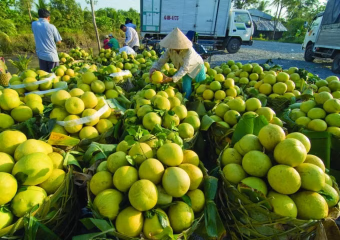 Nhãn, bưởi, vú sữa, xoài, cam sành và đặc biệt là lúa hè thu đang vào mùa thu hoạch ở Sóc Trăng.