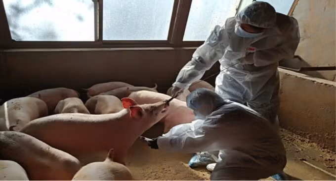 Các nhân viên trong các khu chăn nuôi phải tuân thủ các quy định điều kiện vệ sinh nghiêm ngặt. Ảnh: South China Moring Post.