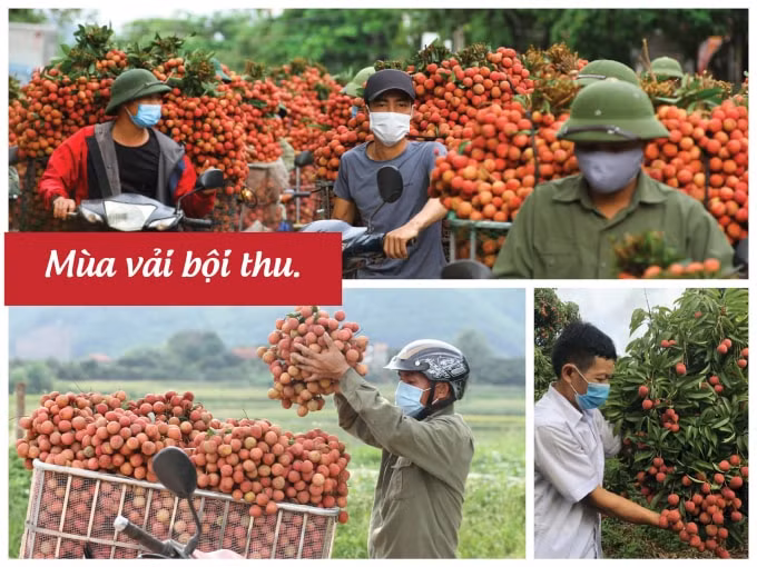Vượt bão COVID-19, Bắc Giang có mùa vải 2021 nhiều dấu ấn