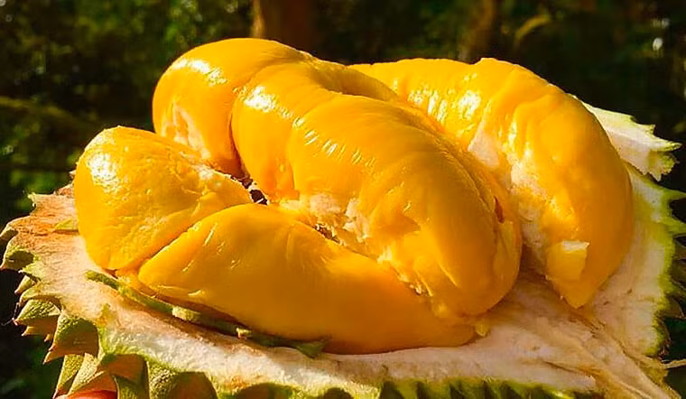 Giá sầu riêng hôm nay 108 Giảm nhẹ tại một số địa phương