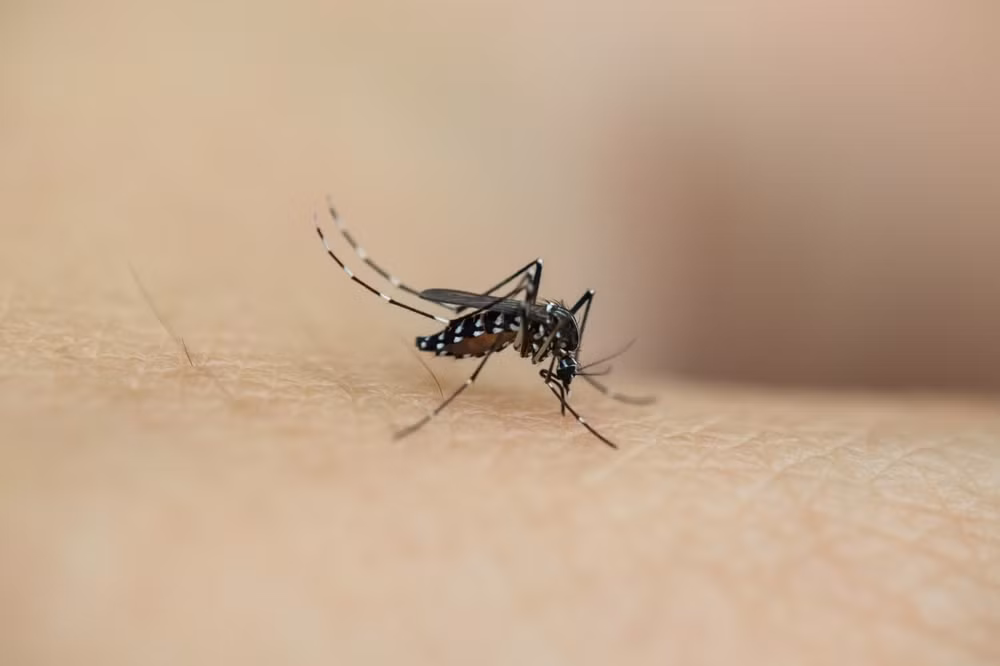 Mách mẹ cách phòng ngừa muỗi đốt, bảo vệ con khỏi virus lây bệnh nguy hiểm