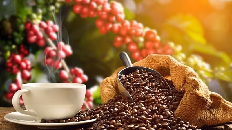 Giá nông sản hôm nay 15/8: Cà phê tiếp tục tăng vọt, hồ tiêu giữ mức cao