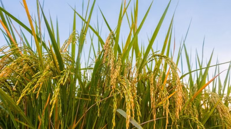 Giá lúa gạo hôm nay 16/7/2024: Nhiều biến động