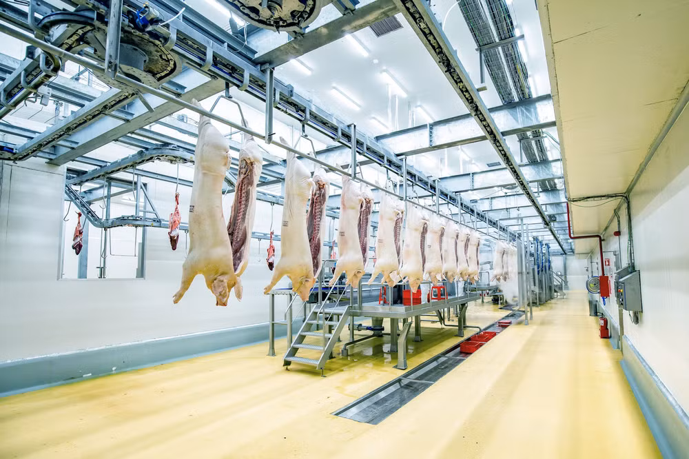 Dây chuyền sản xuất thịt ủ mát chuẩn Âu tại tổ hợp chế biến thịt MEATDeli tại Hà Nam - Copy (1)