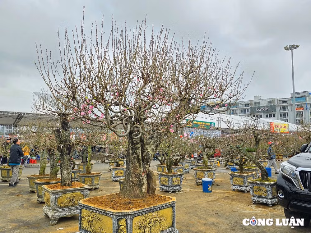 2-nhieu-chuong-trinh-vui-xuan-don-tet-tai-quang-ninh.jpg