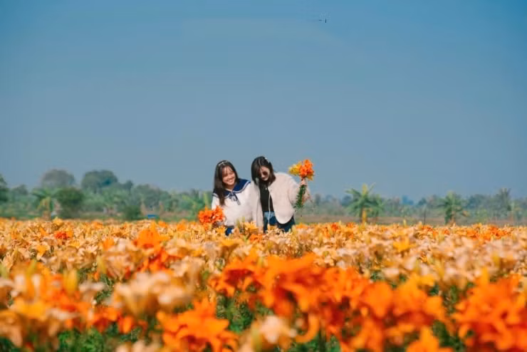 Cánh đồng hoa ly nhuộm vàng ven sông Kinh Thầy - 6