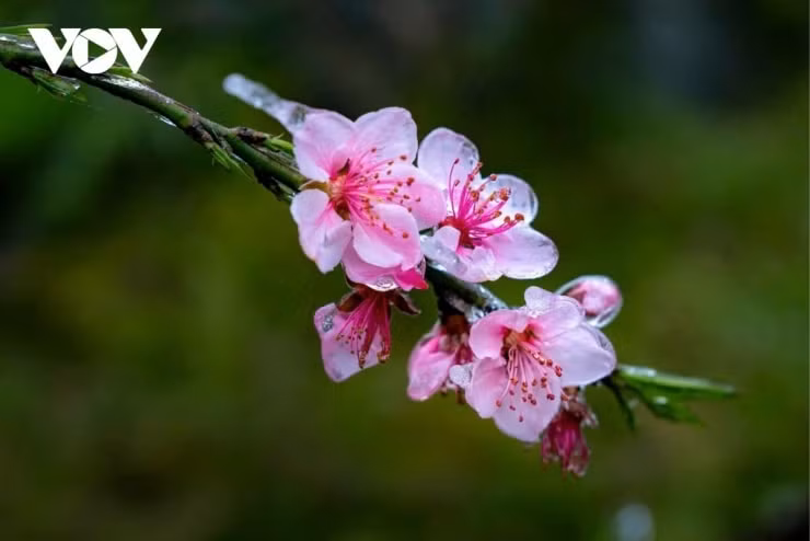 Sức sống mãnh liệt của hoa cỏ và con người trên vùng cao nguyên đá.