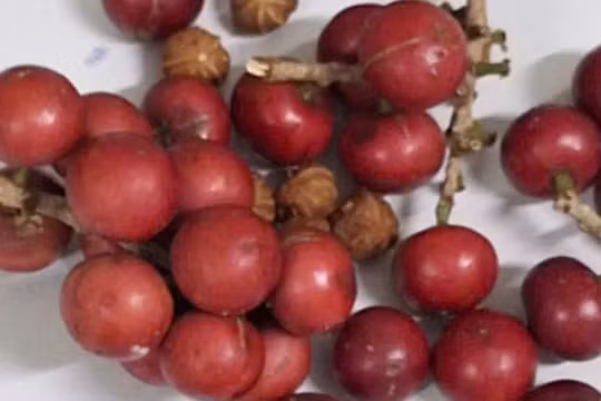 Bộ Y tế cảnh báo nguy cơ ngộ độc từ quả giống cherry hái trên rừng sau vụ hơn 200 học sinh nhập viện ở Lai Châu