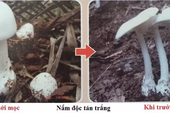 Thiếu niên 16 tuổi tử vong sau khi ăn canh nấm rừng, 5 người ăn chung may mắn thoát nạn 
