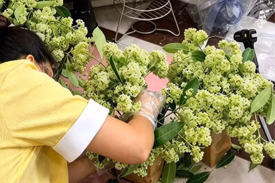 Thứ hoa thơm nức vỉa hè Hà Nội bất ngờ thành quà 20/10, bó nửa triệu đồng vẫn hút khách