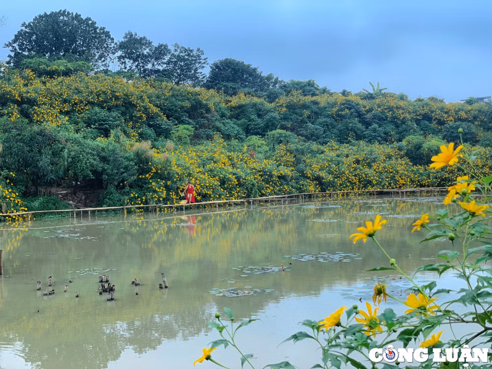 xuat hien vuon hoa da quy sieu dep giua trung tam thu do ha noi hinh 1
