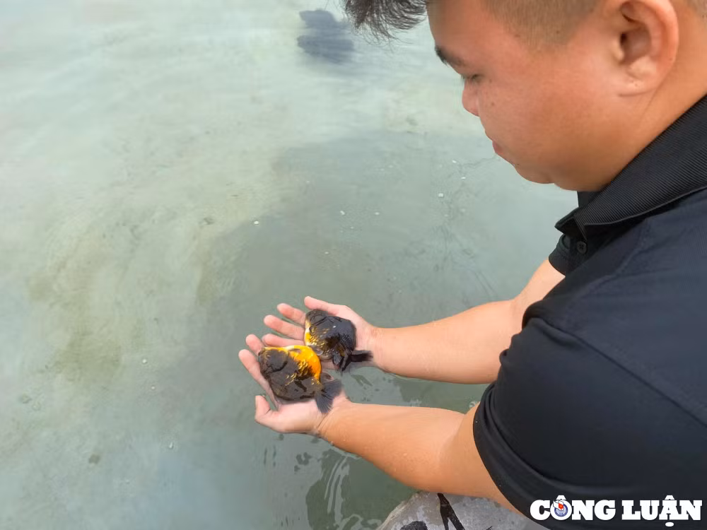 doc la nghe nuoi ca vang giup chang trai kiem 100 trieu dong thang hinh 4