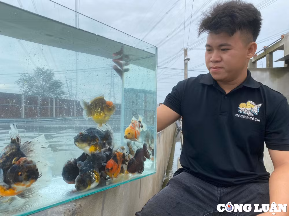 doc la nghe nuoi ca vang giup chang trai kiem 100 trieu dong thang hinh 3
