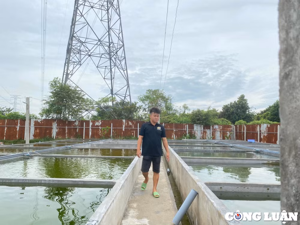 doc la nghe nuoi ca vang giup chang trai kiem 100 trieu dong thang hinh 1