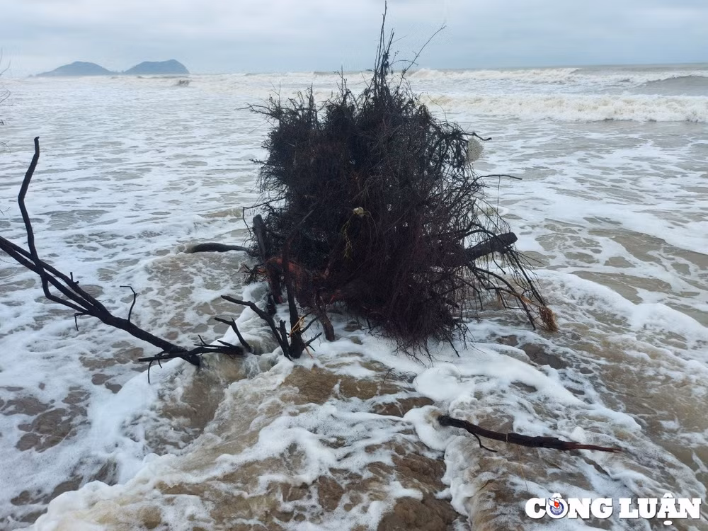 bien xam thuc nuot dan rung phong ho o ha tinh hinh 2