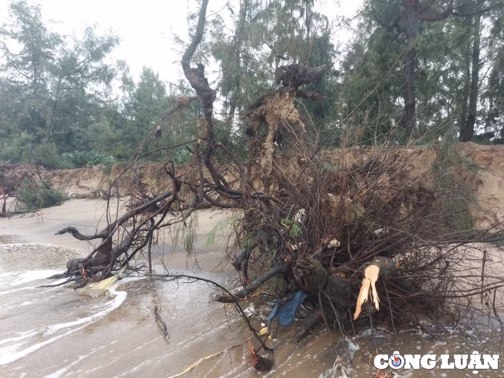 bien xam thuc nuot dan rung phong ho o ha tinh hinh 6