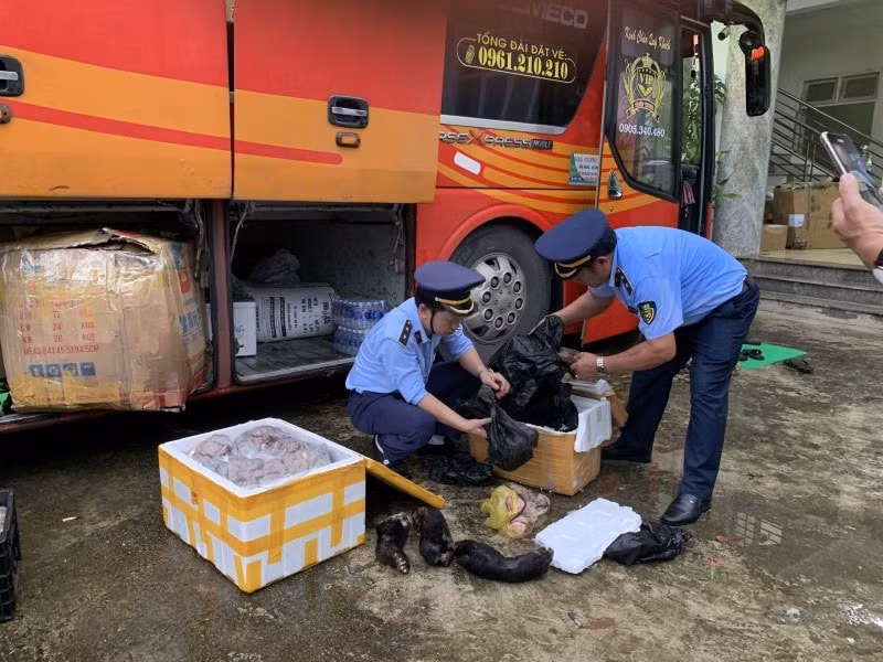 bat qua tang o to van chuyen ca the dong vat hoang da tai quang binh hinh 1