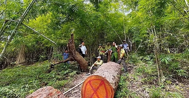 binh thuan dieu tra vu khai thac 6m3 go lim tai khu bao ton thien nhien nui ong hinh 1