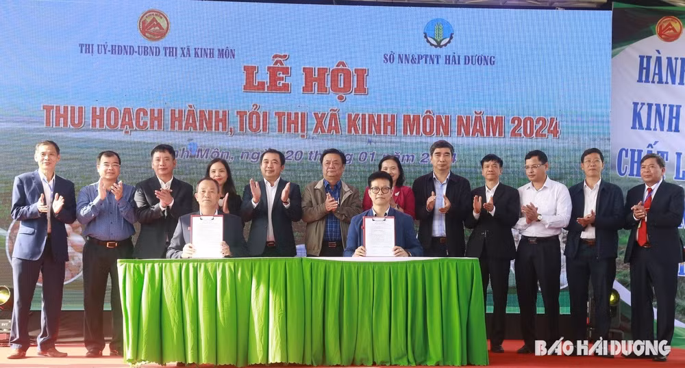 hai duong lan dau to chuc le hoi thu hoach hanh toi hinh 4