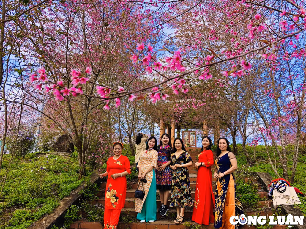 kon tum mai anh dao nhuom hong nui rung mang den hinh 1
