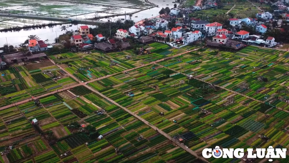 trai nghiem lam nong dan tai vuon rau tra que hoi an hinh 1