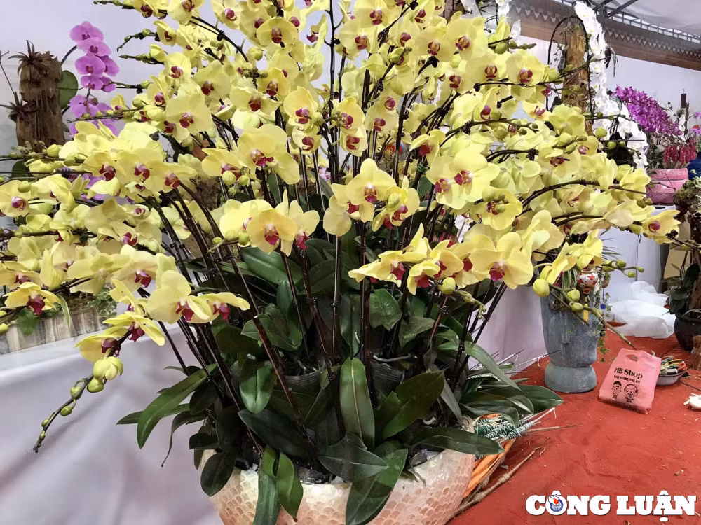 lao cai hoi hoa xuan tran ngap dao quat lan dep nhung it nguoi mua hinh 4