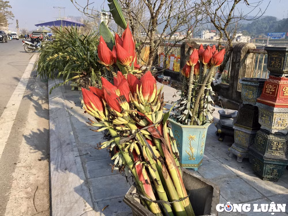 hoa chuoi rung sa pa hut khach chon mua choi tet hinh 4