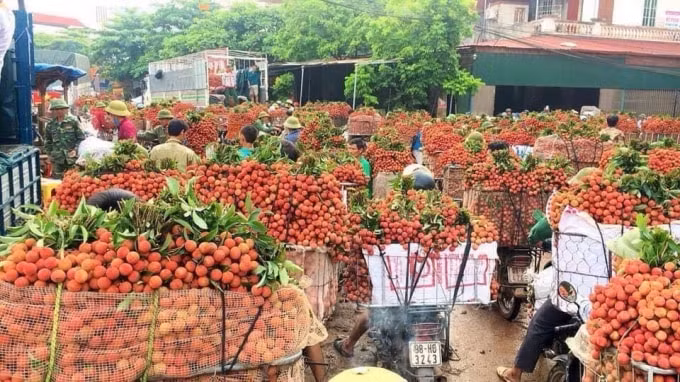 Bắc Giang lên kịch bản tiêu thụ 180.000 tấn vải thiều. Ảnh TL