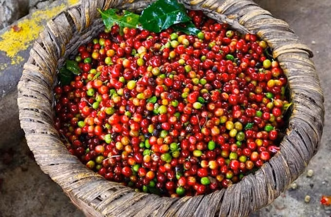 Giá cà phê hôm nay 31/7 đồng loạt giảm nhẹ 100 đồng/kg. Ảnh minh họa.