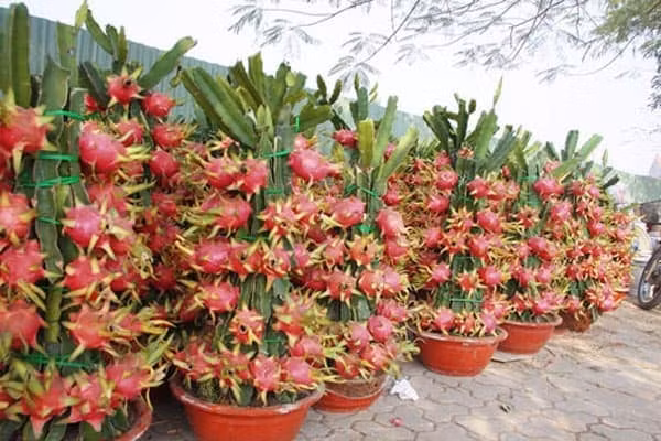 su khac biet giua tet viet xua va tet viet nay hinh 6