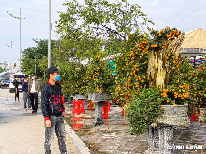 quat canh bonsai ghep go lua hut khach o xu thanh hinh 2
