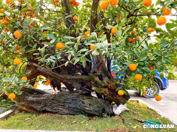 quat canh bonsai ghep go lua hut khach o xu thanh hinh 3