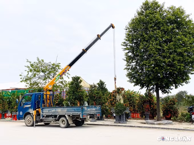 quat canh bonsai ghep go lua hut khach o xu thanh hinh 8