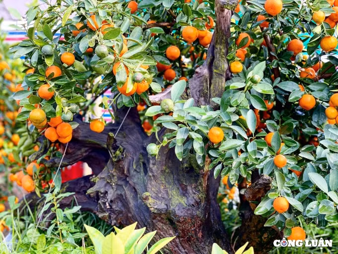 quat canh bonsai ghep go lua hut khach o xu thanh hinh 7