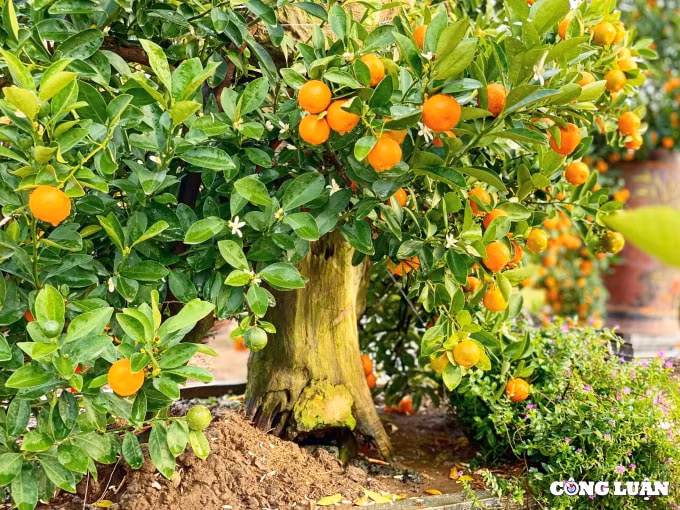 quat canh bonsai ghep go lua hut khach o xu thanh hinh 4