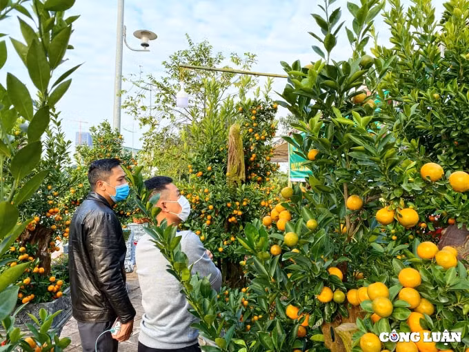 quat canh bonsai ghep go lua hut khach o xu thanh hinh 6
