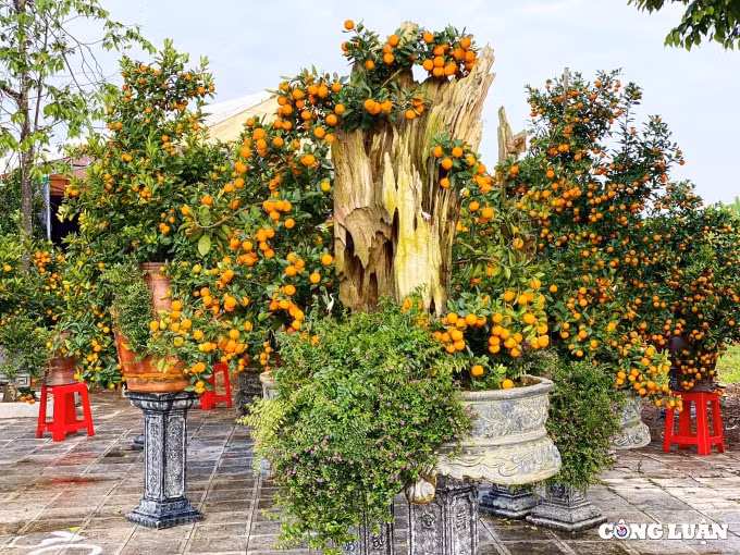 quat canh bonsai ghep go lua hut khach o xu thanh hinh 1