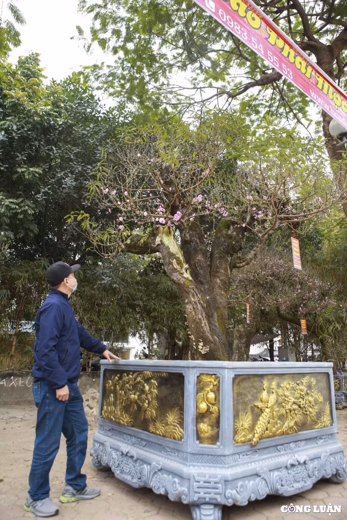 can canh dao phai moc chau 36 canh gia tram trieu dong nhung chi cho thue hinh 7