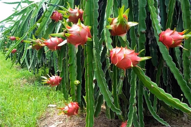 mi an lien dau ra ben vung cho thu phu thanh long binh thuan hinh 1
