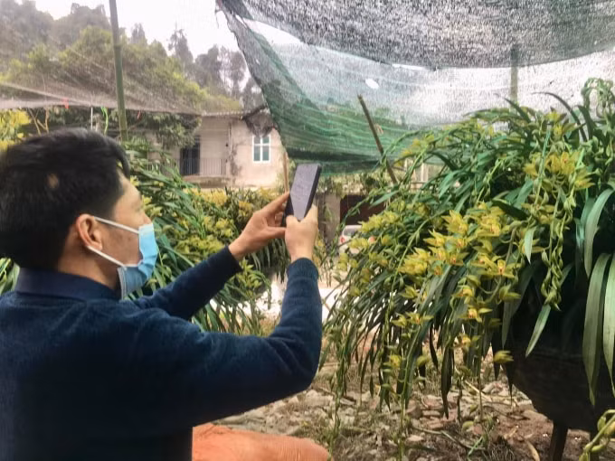 doc dao cho hoa tet dia lan sa pa hinh 5