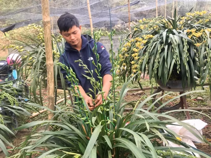 doc dao cho hoa tet dia lan sa pa hinh 8