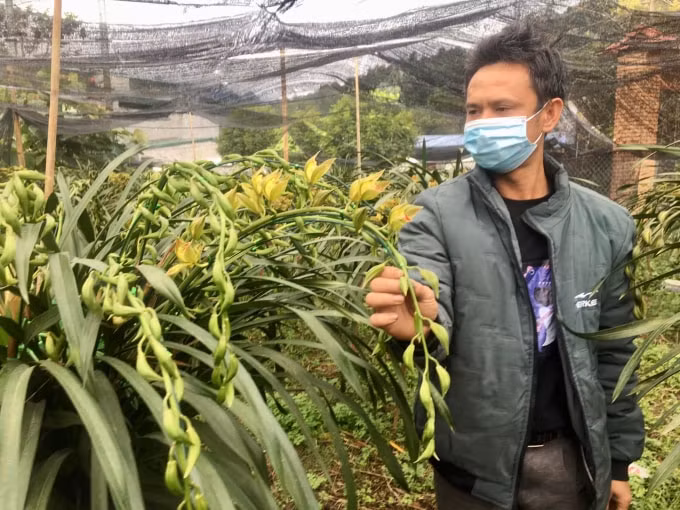 doc dao cho hoa tet dia lan sa pa hinh 2