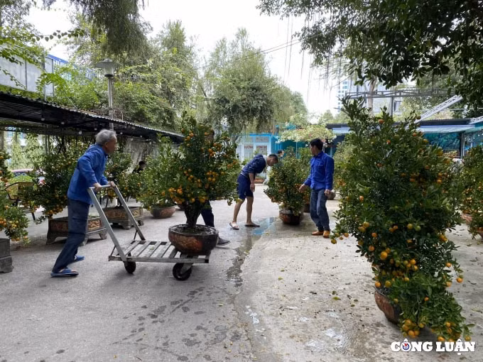 thanh hoa nhung chuyen cay canh tet dau tien ve pho hinh 2