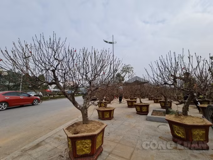 Những cành đào năm nay đa dạng, đẹp, có nhiều giá cả lựa chọn