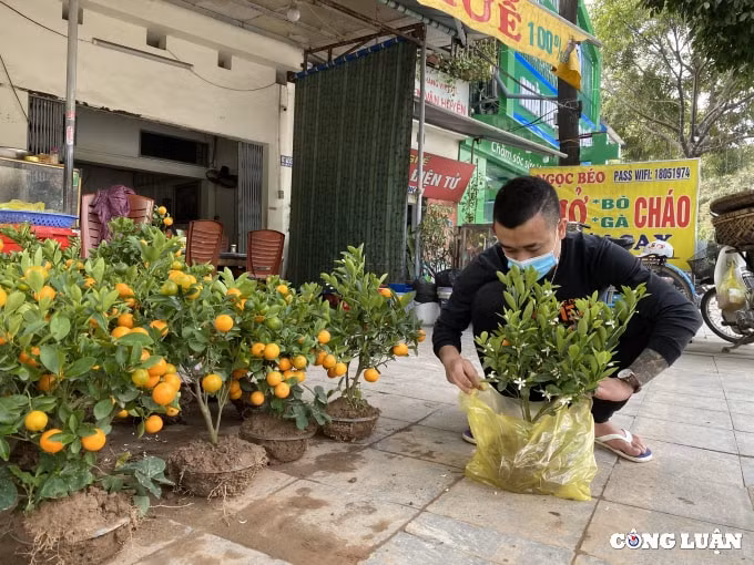 thanh hoa nhung chuyen cay canh tet dau tien ve pho hinh 3