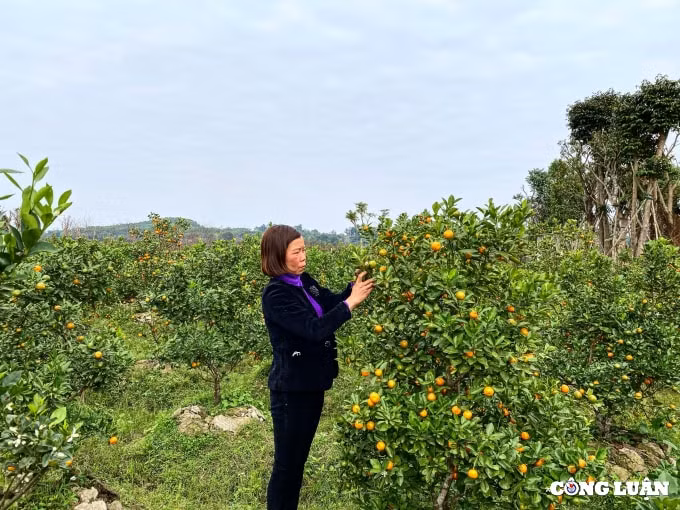 tham lang dao quat lon nhat nhi thanh hoa hinh 2