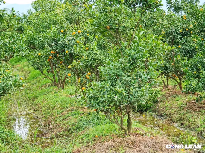 tham lang dao quat lon nhat nhi thanh hoa hinh 5