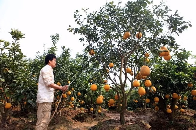 10 lang nghe o ha noi nghe ten la thay tet ve hinh 7